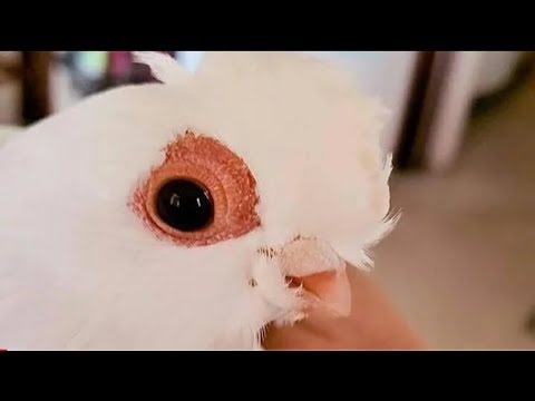 Top Crested Cute Pigeons & Pigeon show time