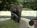Splish Splash Flv