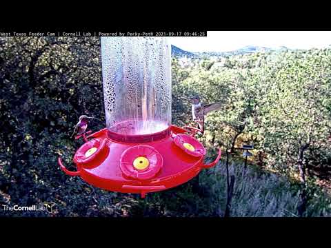 Female And Male Lucifer Hummingbirds Have A Sip In West Texas – Sept. 17, 2021