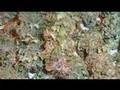 The Reefer Song By Mindless Drug Hoover 