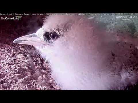 White-tailed Tropicbird Chick Gets Personal With Cam – June 21, 2021 