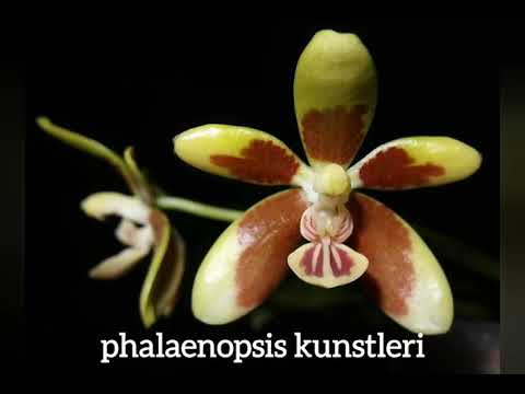 10 Different Kinds Of Phalaenopsis Orchids