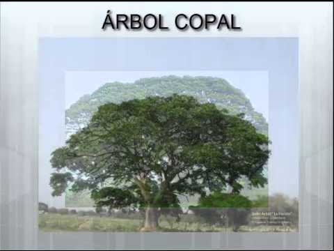 Arbol copal ESPOCH Ing. Ecoturismo