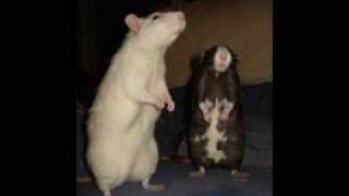 Le grand incendie .Noir Désir