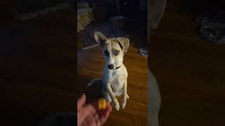 Video preview image #1 Red Heeler-Unknown Mix Puppy For Sale in Columbus, IN, USA