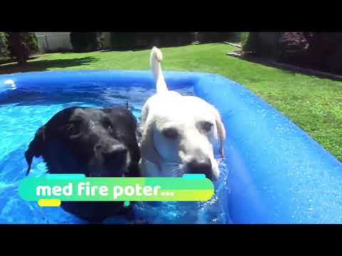 Godt nyt til alle vandhunde