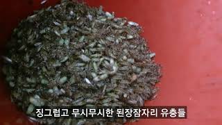양식장 치어키우기 쉬운 양식은 없다