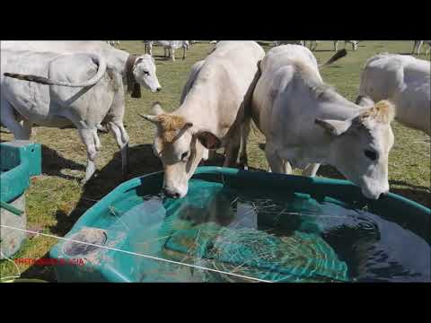 MANDRIA DI MUCCHE CON ALCUNE CHE SI DISSETANO A PRATO NEVOSO.  (CN) DOM. 19 - 9 - 2021.