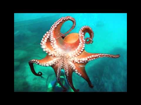 Mr Bird - Octopus Blues