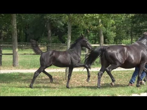 *2019 Stute von Blue Hors Zackerey - Rosario SOLD!!!