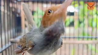 Download lagu Mp3 Suara Pikat Burung Prenjak Ribut Terbukti Ampuh mp3