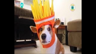 Мой хозяин - юморист. Ух ты show