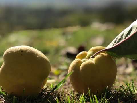 Atti Pincészet Hegyközszentimre