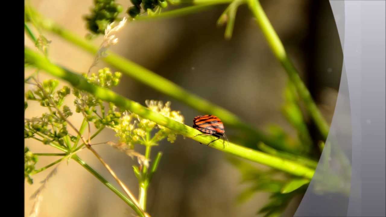 Tamron AF 18-200mm F/3.5-6.3 XR Di II LD Aspherical (IF) Macro Canon EF