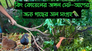 কিং কোয়েলের জঙ্গল সেট-আপের জন্য গাছের ডাল সংগ্রহ || কলনি সেট-আপ || Bird's agro