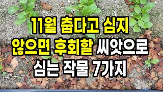 11월 춥다고 심지 않으면 후회할 씨앗으로 심는작물 7가지
