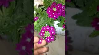preview picture of video '# 1.. care of verbena plant ...'
