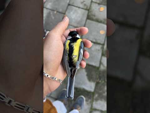 I found a bird!! 😨 #neardeathexperience