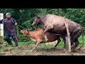 In Heat Cow Mating