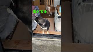 黒柴子犬、初めて雪を見る！　なんですか ,これ？