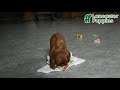 Cavalier King Charles Spaniel dogs for sale: Brandon - Video 1