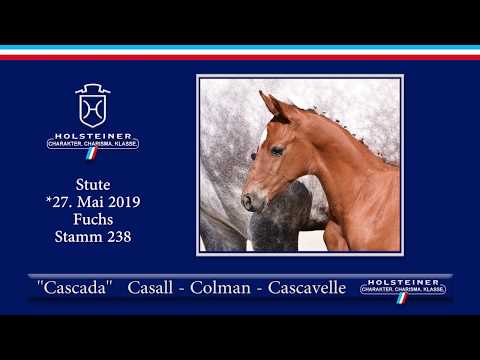 Holsteiner Elite-Fohlenauktion 2019 - Nr. 44 Cascada v. Casall-Colman