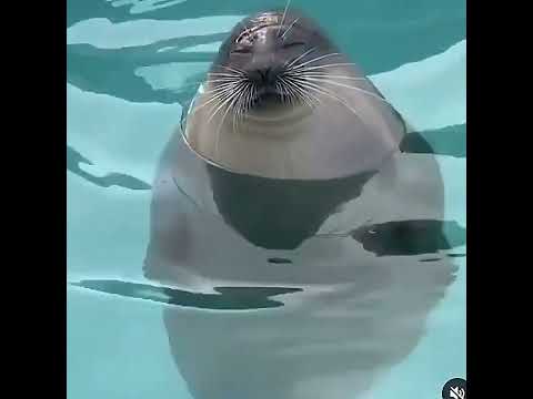 Amazing Seal Shows and Ocean Adventures! 🌊💙