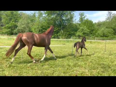 *2023 Stutfohlen Franklin x Fürst Wilhelm NOT FOR SALE