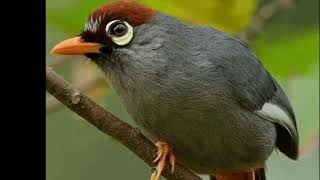 Download lagu SUARA RIBUT POKSAY MANDARIN BUAT PIKAT mp3 Download lagu SUARA RIBUT POKSAY MANDARIN BUAT PIKAT mp3