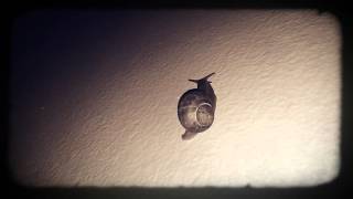 Baby, Please Come Home- Mishka Shubaly (Snail Memorial)