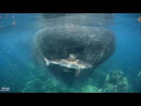 Spectacular Video Shows Schools of Fishing Moving to Form a Bait Ball