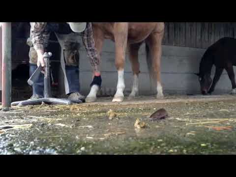 Eine gute Lösung bei einem Pferd mit Arthrose