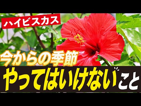 ハイビスカスの世話: 3 つの最大の間違い 植物