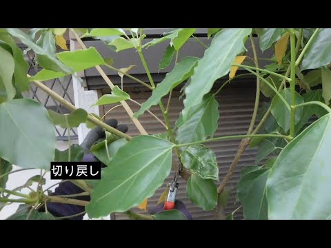  2月にクルミの木を剪定できますか? 「はい」の場合、どのように操作しますか? 2024 年のガイド  庭園