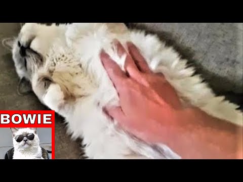 Ragdoll Cats Loves Belly Rubs in the Morning. - YouTube