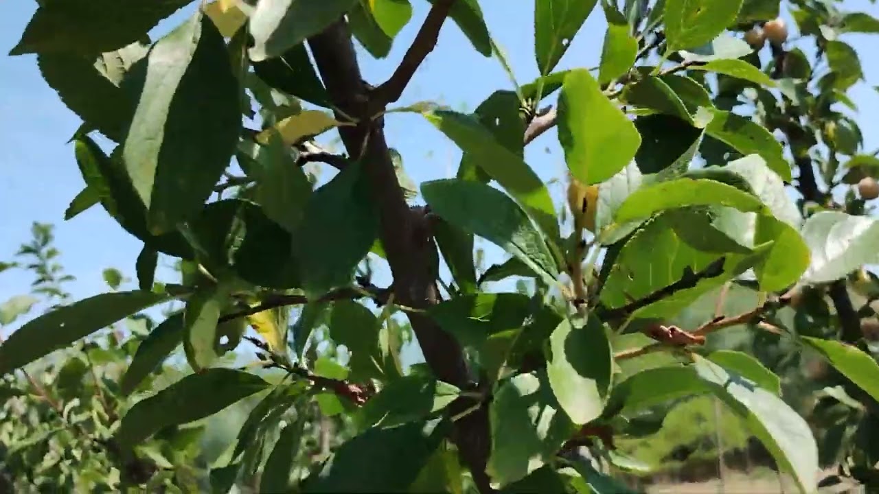 Tour Agroforesta - (4 Agosto 2024)