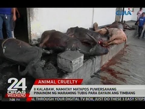 24 Oras: 8 kalabaw, namatay matapos puwersahang pinainom ng maraming tubig para dayain ang timbang