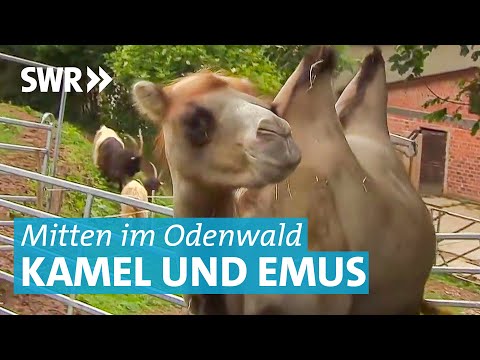 Zwischen Kamel und Emus: Multikulti auf dem Bauernhof