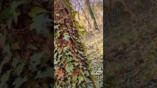 spirit me away please~ #minivlog #witch #witchcraft #witchcore #cottagecore #forestcore