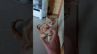 子猫と遊んでみた! #shorts