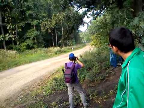 raliul aradului sistarovat