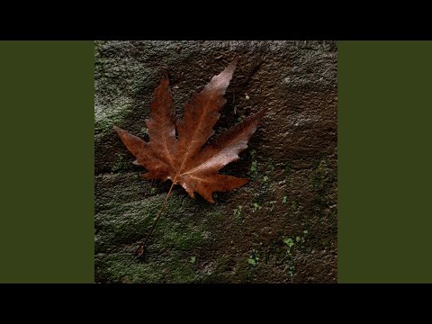 Dream of being lost in a forest