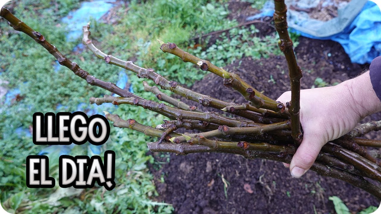 Llego El Dia Mas Esperado Del Año || La Huertina De Toni