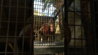 Busch Gardens wildlife #bushgardens #zoo #wildlife