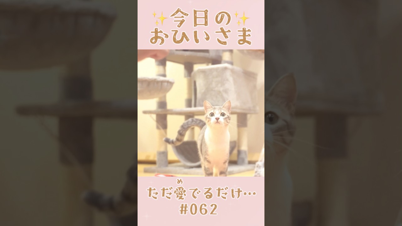 我が家のおひいさまイヴ#062。成長のひとコマ…ただ愛でるだけ #shorts