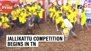 Jallikattu competition begins in Madurai Tamil Nad