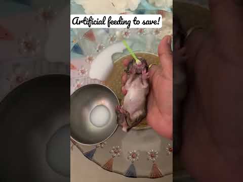 How do I feed a newborn rabbit?#save#artificialfeeding#bunny#baby#rabbitcare