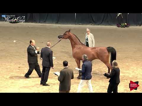 N.194 MI VERA WANG - LAS VEGAS 2019 - Arabian World Cup Senior Breeding Mares (Class 116).mp4
