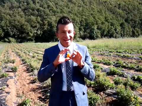 Calendula officinalis   il fiore meraviglioso