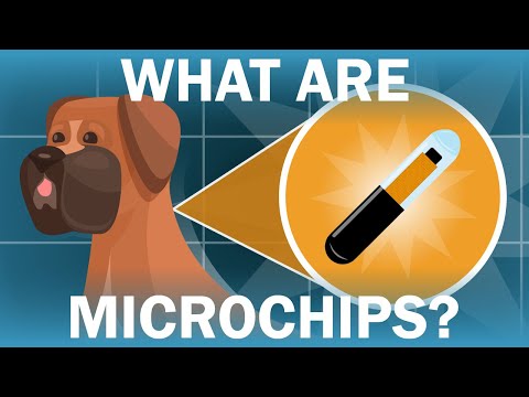 How Microchips Can Help Reunite Lost Dogs with Their Owners